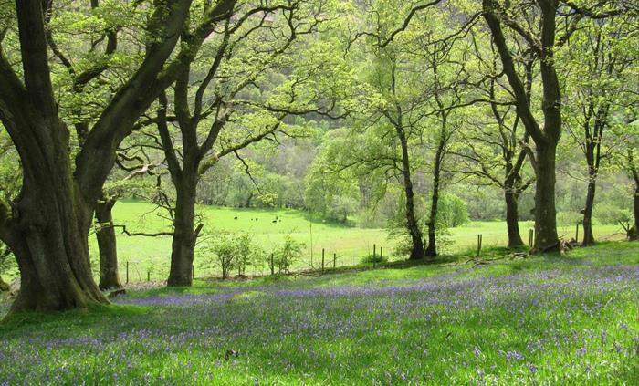 Walk from your door in beautiful countryside on the 200 acre farm at Nannerth Country Holidays. You can explore Bluebell Wood with its old oaks and ca